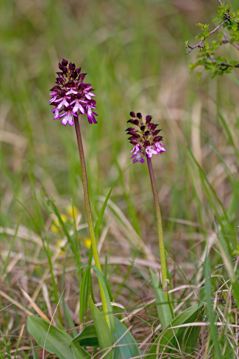 Orchis purpurea